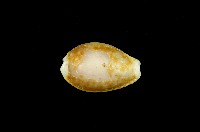 藏品(紅花寶螺)的圖片